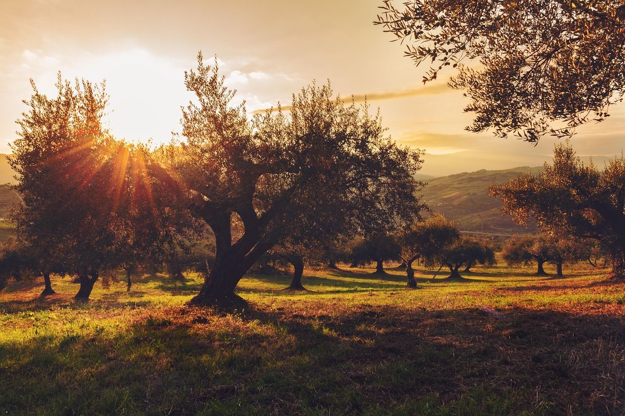 Antico uliveto in Puglia al mattino, con alberi secolari e luce dorata che illumina il paesaggio.