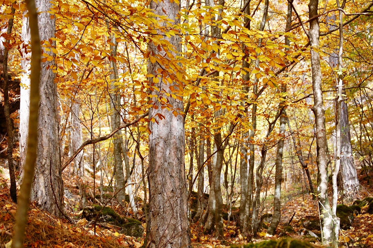 Foresta Umbra nel Gargano, un polmone verde millenario con alberi secolari e natura incontaminata.