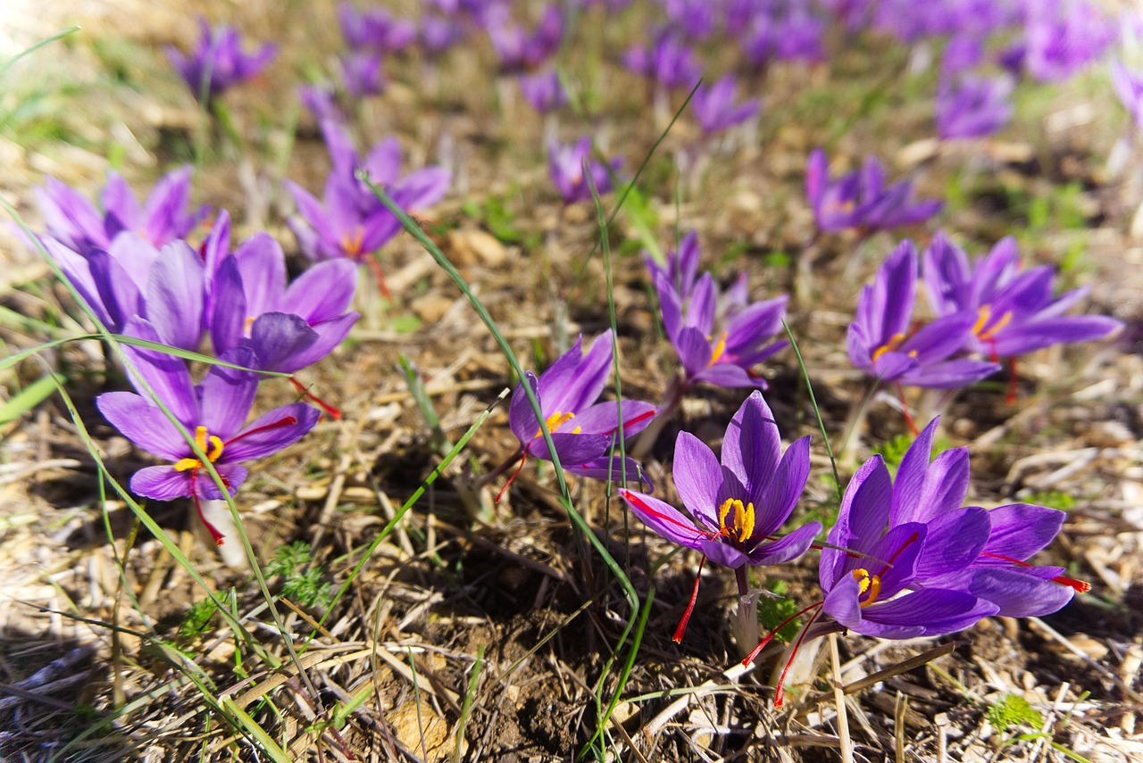 Fioritura di zafferano in Abruzzo, paesaggi viola che caratterizzano il borgo durante la raccolta.