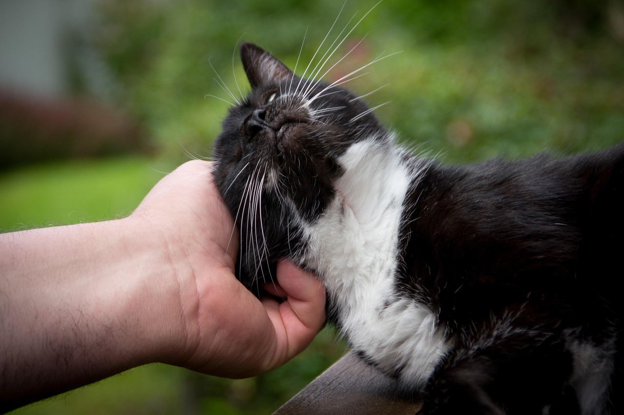 Gatto che si sfrega la testa contro una gamba, simbolo di affetto e marcatura del territorio.