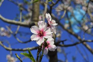 Fioritura delle mandorle ad Avola, borgo caratterizzato da un mare di fiori bianchi a febbraio.