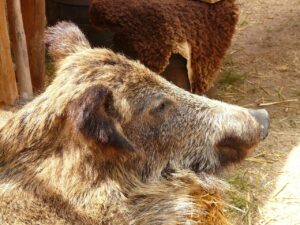 Orso bruno marsicano nella valle, simbolo di natura e biodiversità in pericolo.