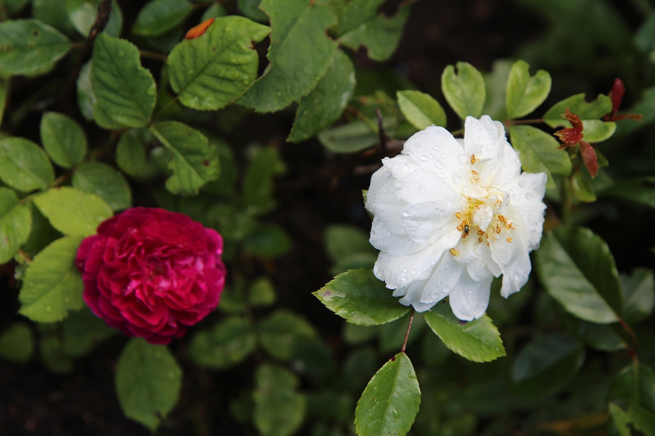 Giardino segreto in Toscana con rose rare in fiore, un luogo incantevole da esplorare.