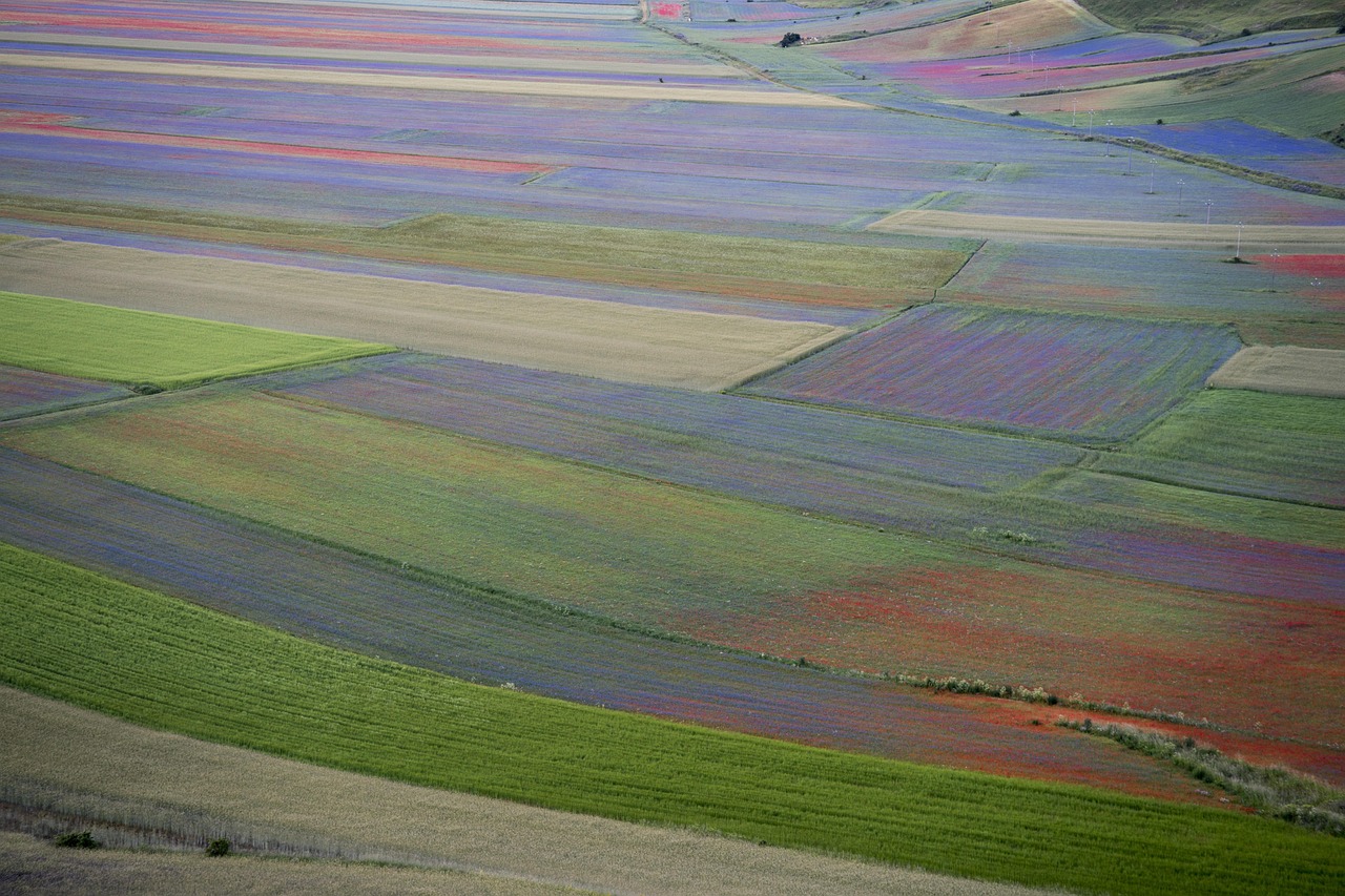 Fioritura delle lenticchie a Castelluccio di Norcia, un panorama colorato di fiori e colline verdi.