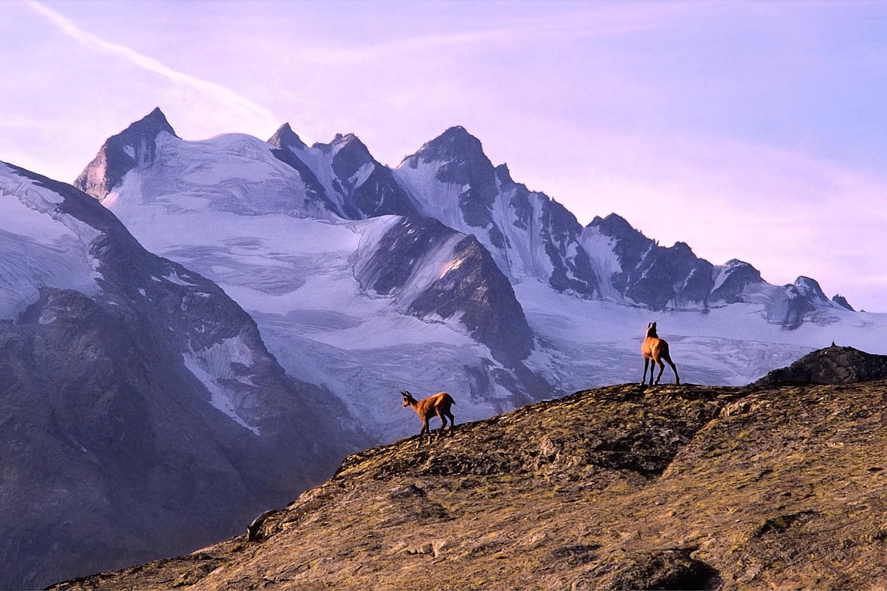 Stambecchi e marmotte nel Parco Nazionale del Gran Paradiso, paesaggio montano mozzafiato.