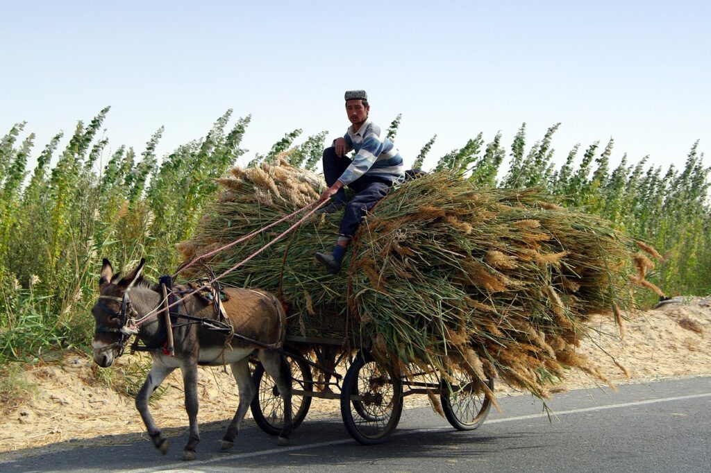 Viaggio nel tempo: il borgo dove non circolano auto e si gira solo a dorso d’asino