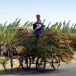 Borgo senza auto, persone in sella ad asini esplorano stradine pittoresche.