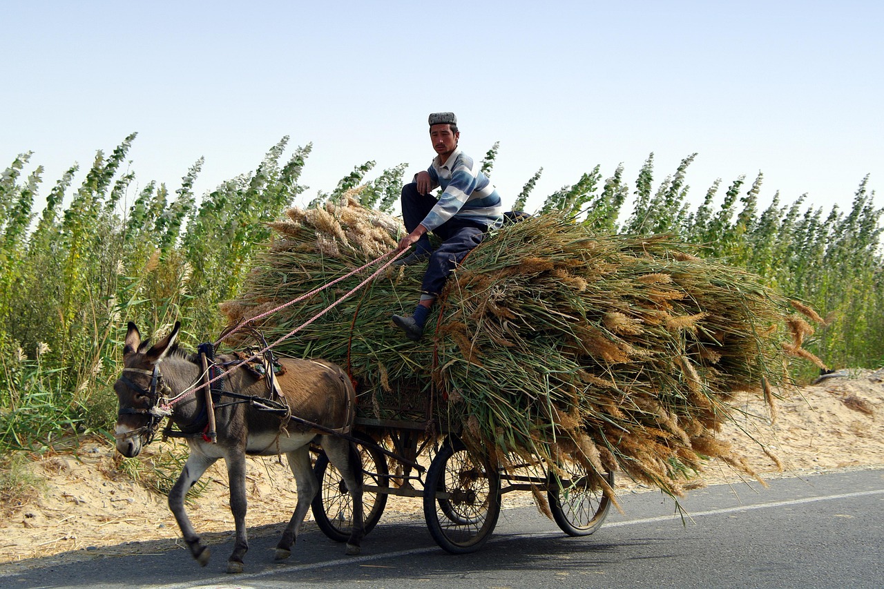 Borgo senza auto, persone in sella ad asini esplorano stradine pittoresche.