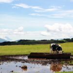 Panorama suggestivo delle Azzorre con colline verdi e oceano blu.