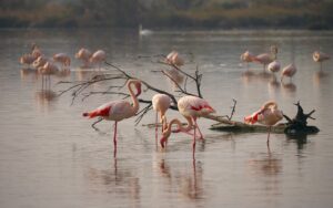 Fenicotteri rosa nel parco naturale in Sicilia, un'esperienza da non perdere per gli amanti della natura.