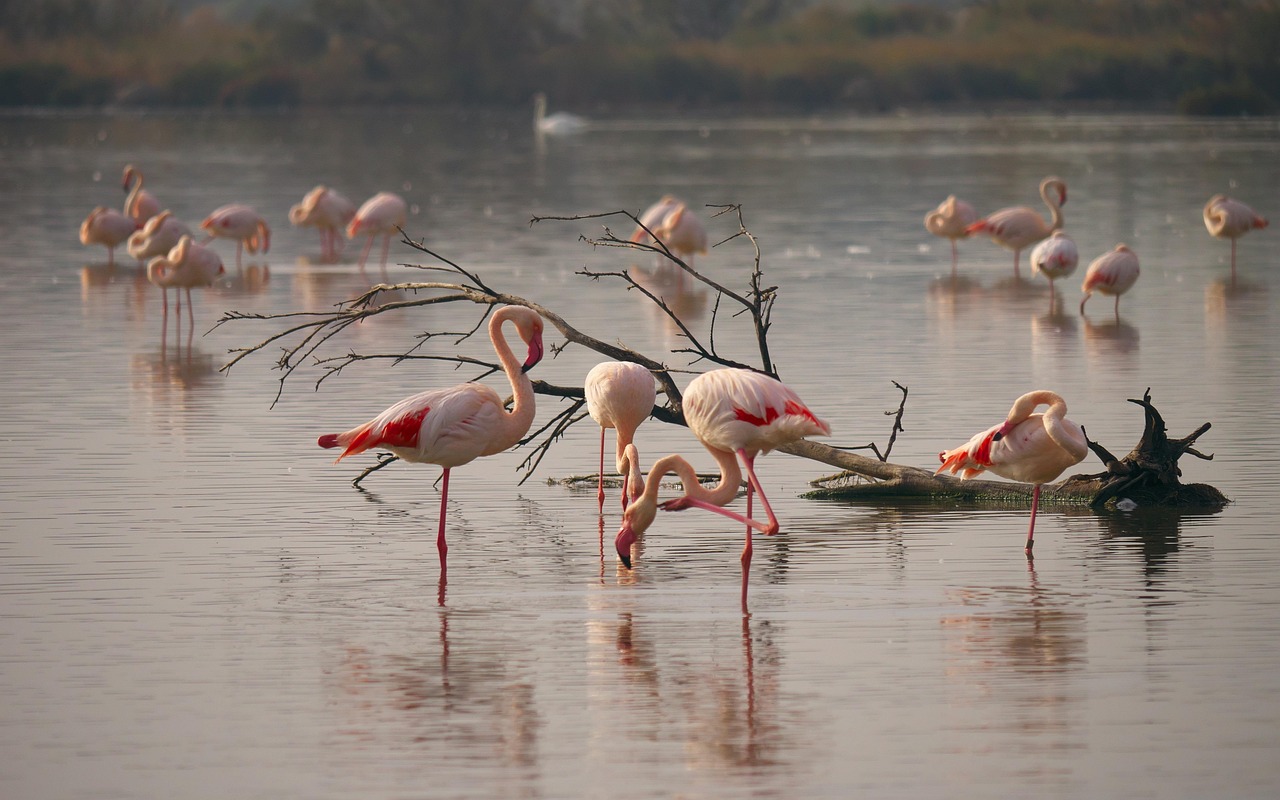 Fenicotteri rosa nel parco naturale in Sicilia, un'esperienza da non perdere per gli amanti della natura.