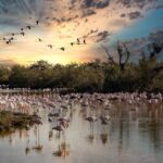 Fenicotteri rosa in volo nella riserva naturale, circondati da un paesaggio tranquillo e incontaminato.