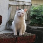 Borgo con gatti che gironzolano tra le strade, più numerosi degli abitanti umani.