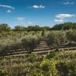 Montefalco in un weekend d’autunno: perché il belvedere ha più senso se lo si collega al paesaggio degli ulivi