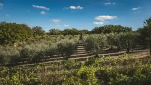 Montefalco in un weekend d’autunno: perché il belvedere ha più senso se lo si collega al paesaggio degli ulivi